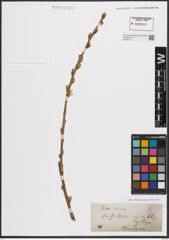 Foto von Salix cinerea L.